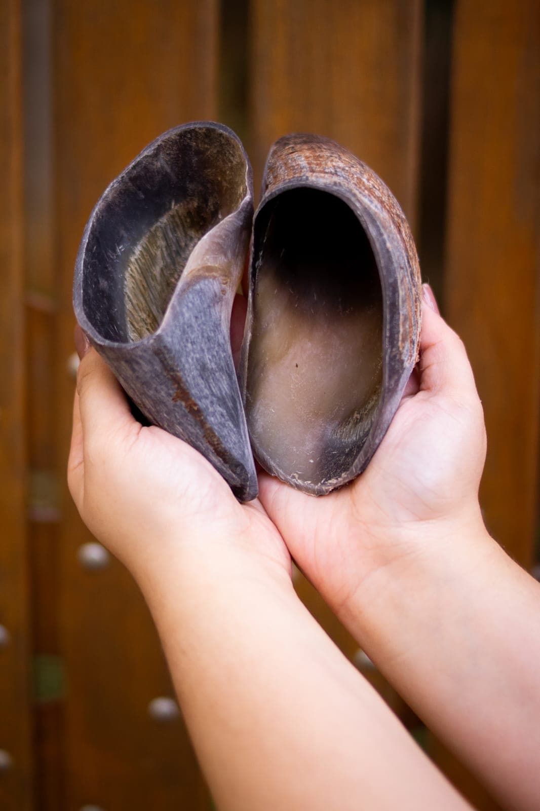 Kits com 3 unidades de casco de bovino natural