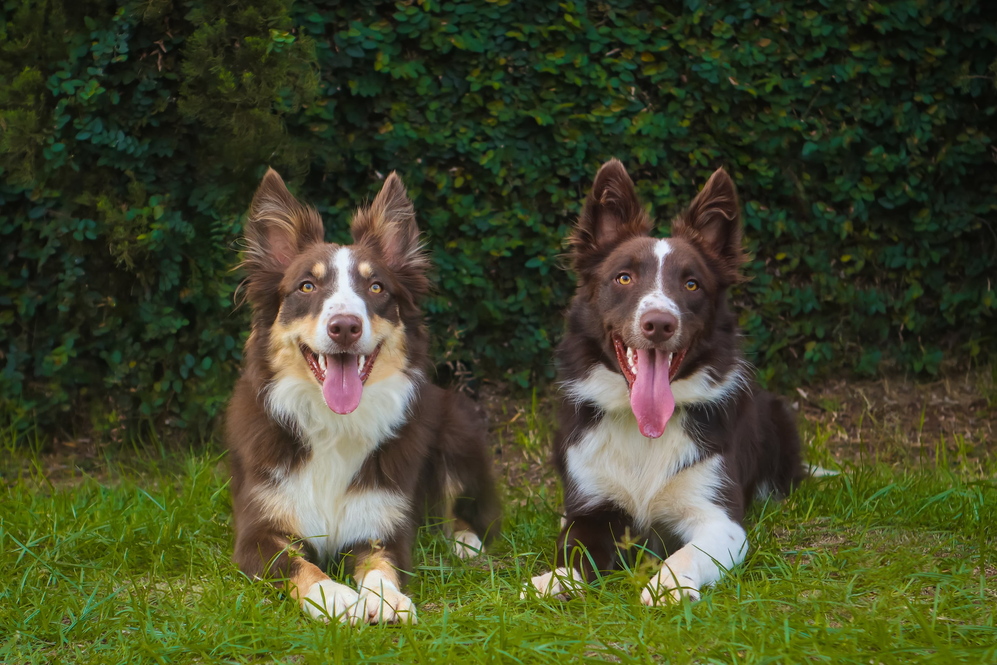 Zoro e Kaya — os Border Collies fundadores da marca, curadores chefes de todos os produtos