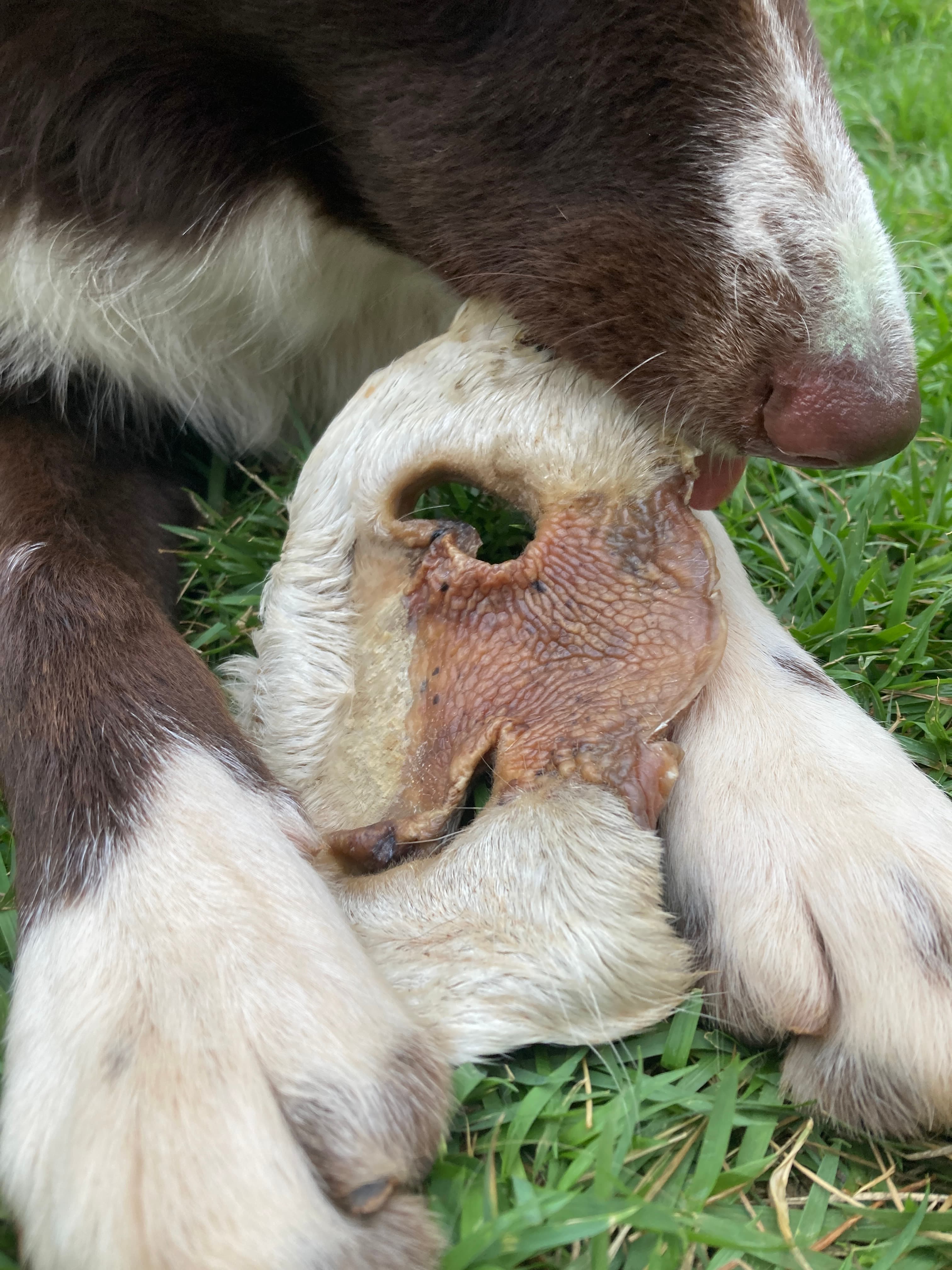 Zoro comendo um focinho de bovino